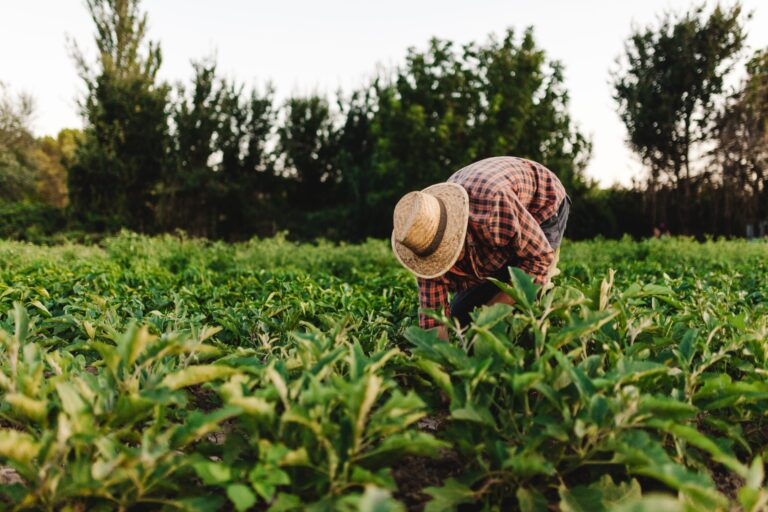 Gli importi del sostegno alla produzione agricola 2024 da versare agli agricoltori nel 2024 sono stati determinati