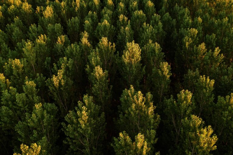 Entrerà in vigore il regolamento UE sui prodotti privi di deforestazione