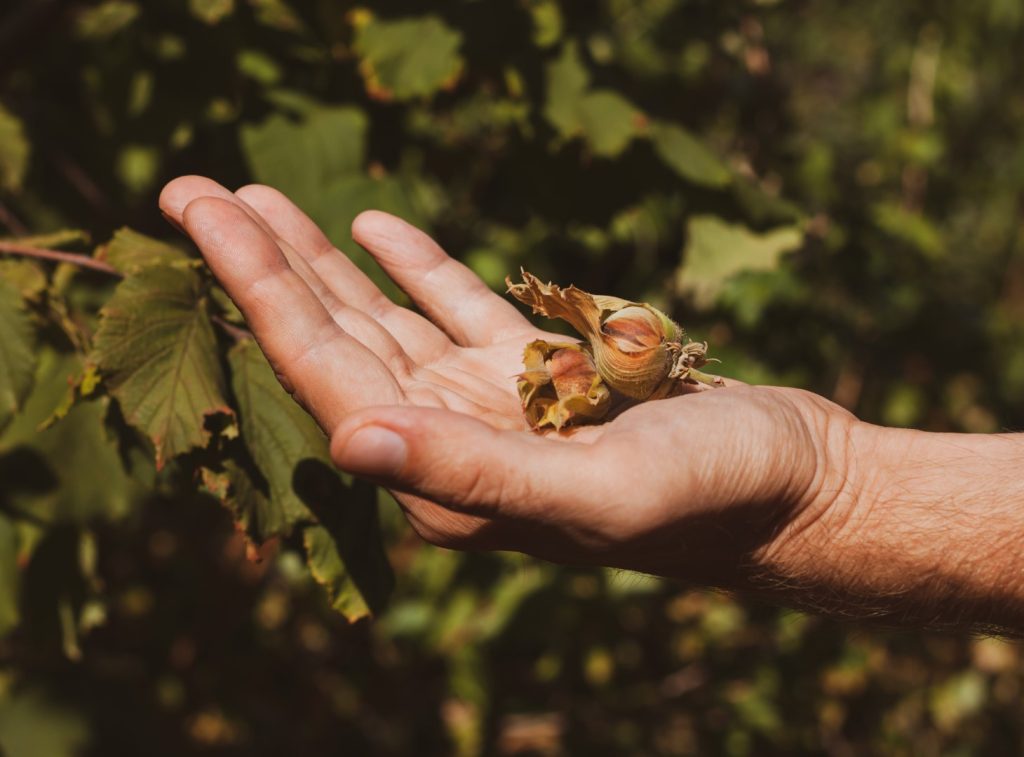 Pubblicate le previsioni sulla produzione di nocciole per la stagione 2025-2026