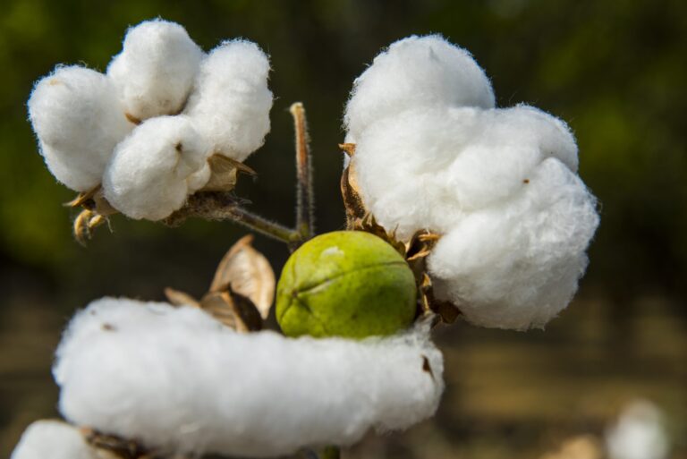 Earthsight: Revisione del Piano d’Azione di Better Cotton
