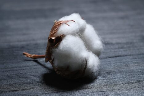 Better Cotton Supplier Training Programme