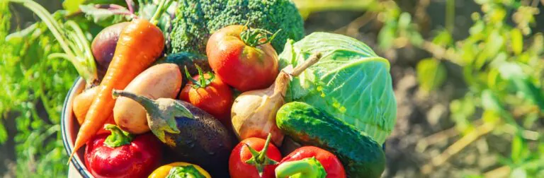 Nuova era per l’agricoltura biologica dal Consiglio dell’UE: Inizia la semplificazione e il controllo rigoroso