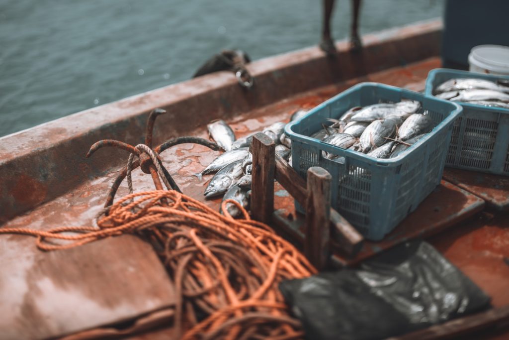 La FAO Ha Pubblicato Il Rapporto Sulla Pesca Marittima Globale Per Il 2025