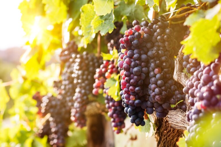 Pacchetto di sostegno storico dell’Unione Europea ai produttori di vino