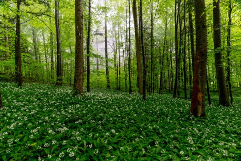 Rainforest Alliance rafforza il proprio gruppo dirigente con due nomine strategiche