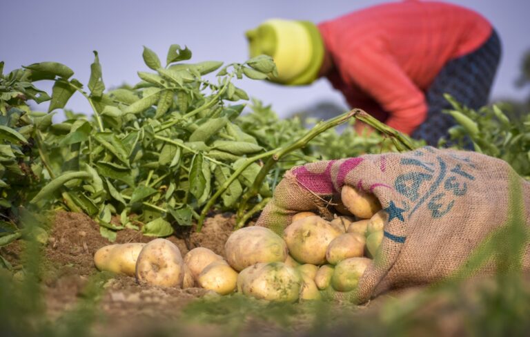 La FAO Ottiene 70 Milioni di Dollari per Progetti Ambientali in 28 Paesi