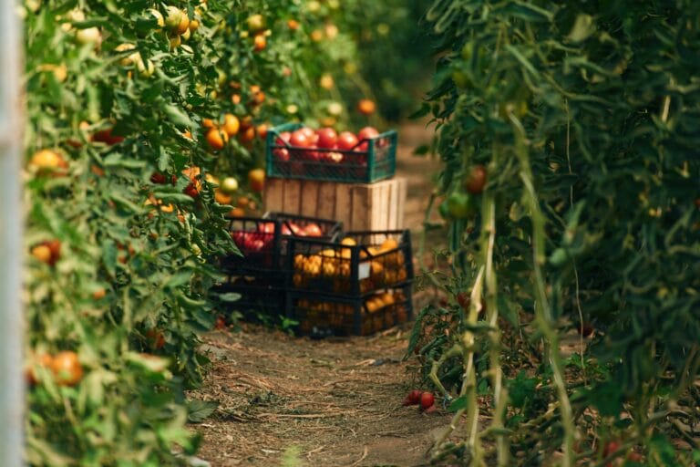 La Food and Drug Administration statunitense riconosce l’allineamento dello standard GLOBALG.A.P. con la norma sulla sicurezza dei prodotti del Food Safety Modernization Act